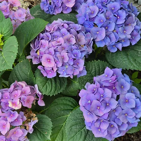 Casa de Férias Yota's House 2