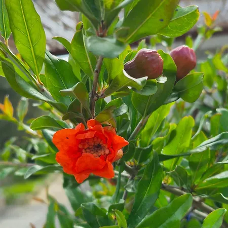 Casa de Férias Yota's House 2 Nea Kallikrateia